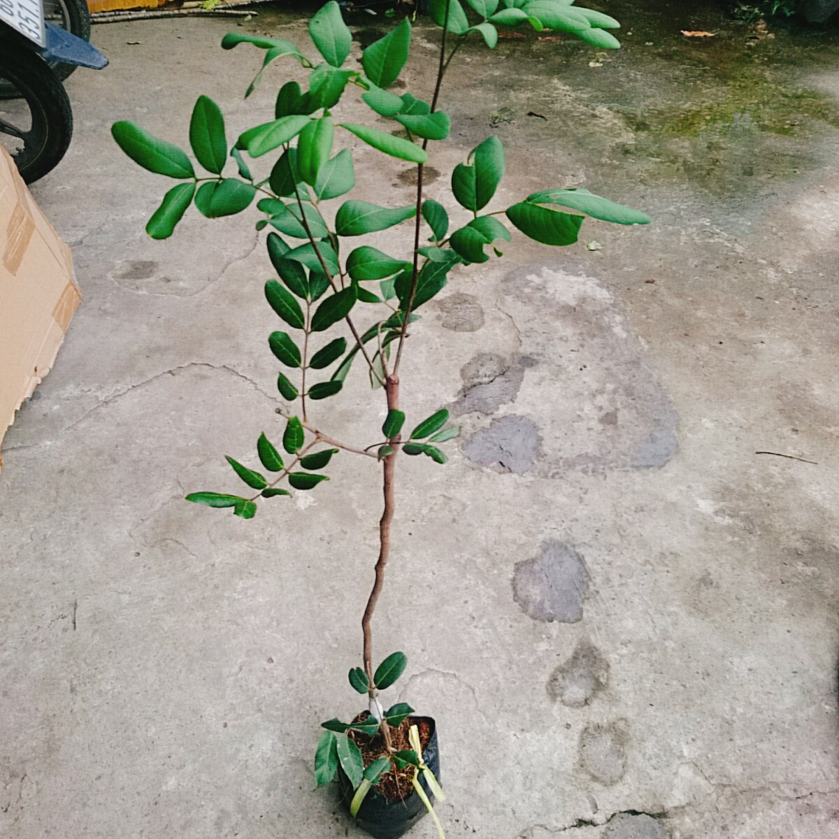Cây Nhãn Xuồng