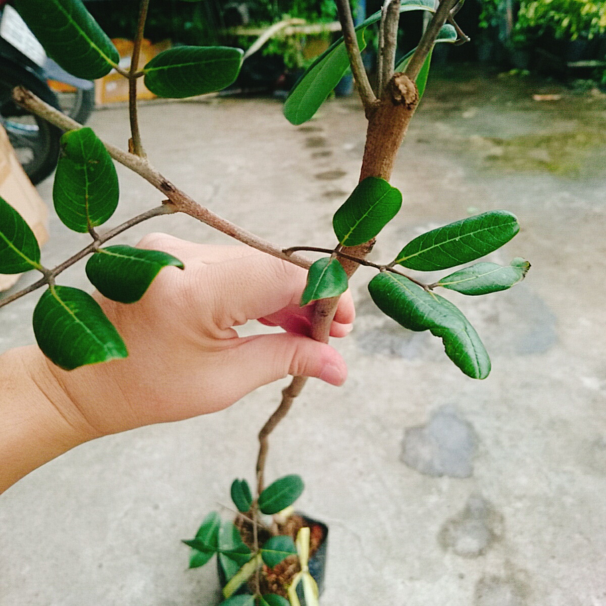 Cây Nhãn Xuồng