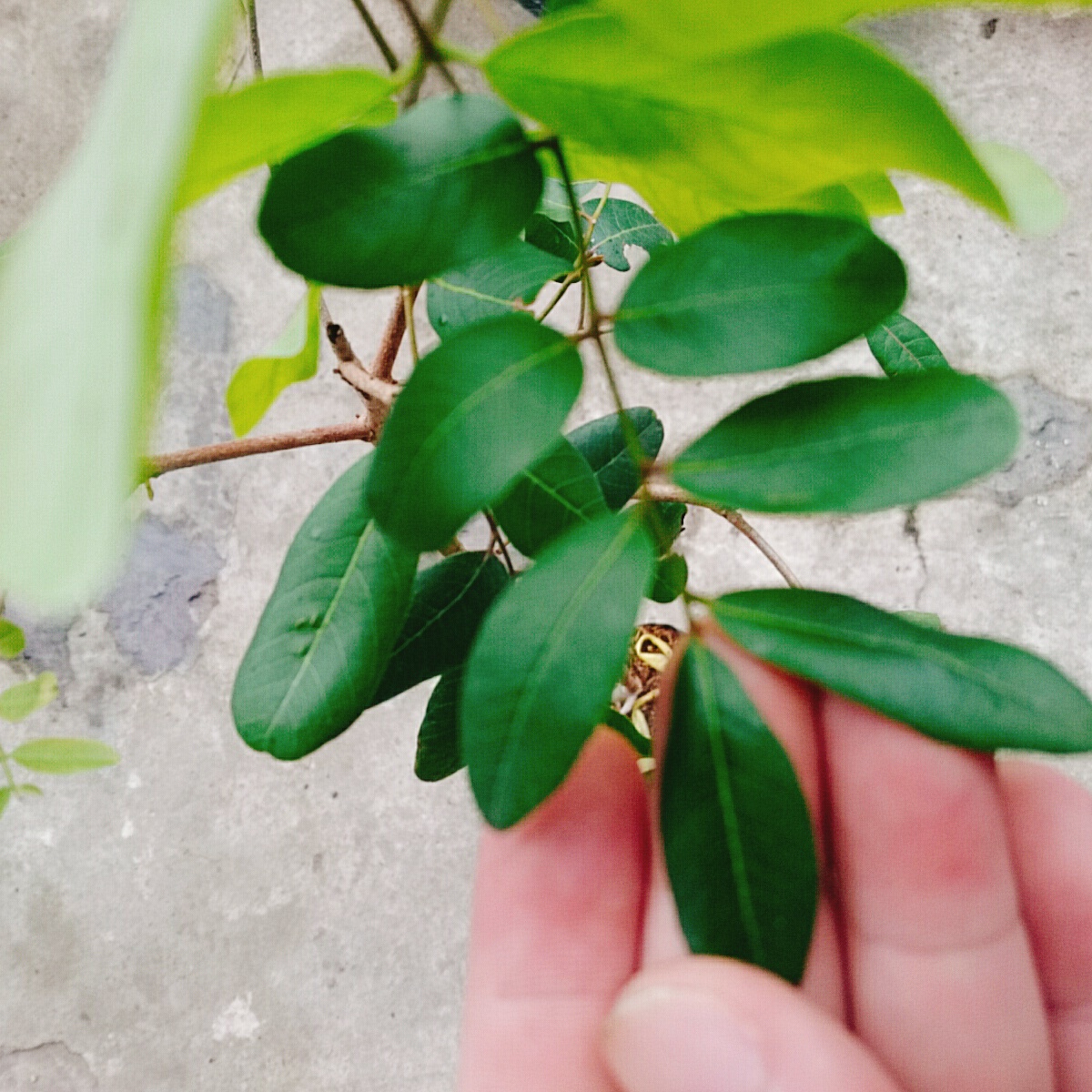 Cây Nhãn Xuồng