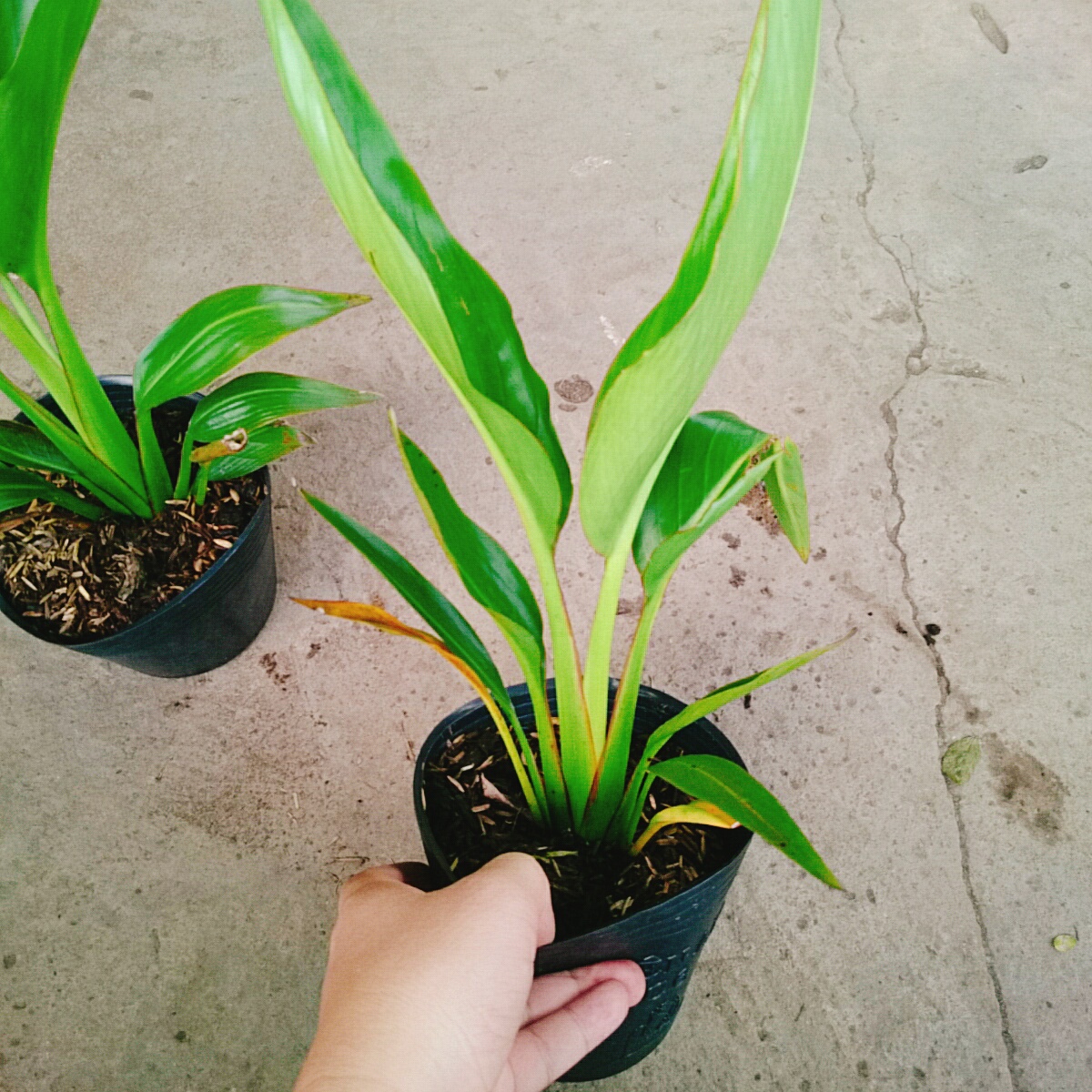 Cây Chuối Rẽ Quạt (Nhỏ)