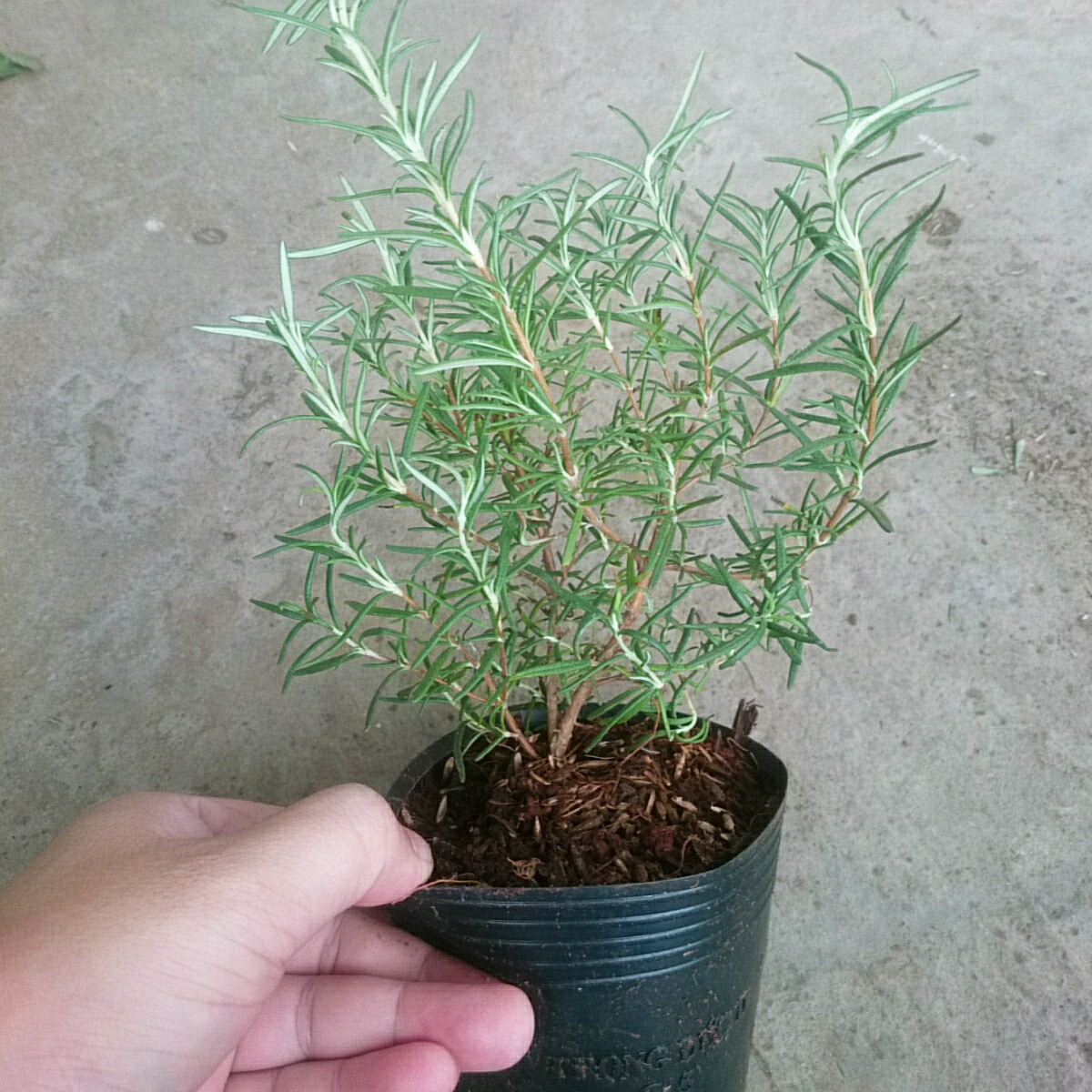 Cây Hương Thảo Mini