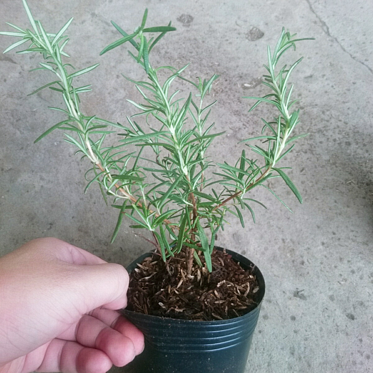 Cây Hương Thảo Mini