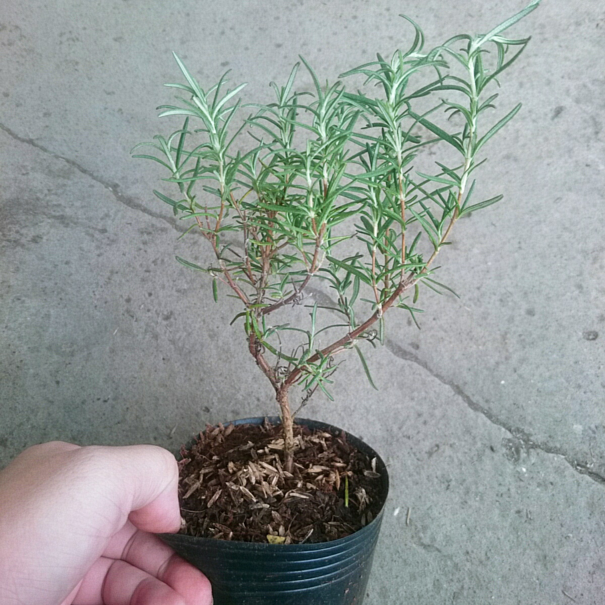 Cây Hương Thảo Mini