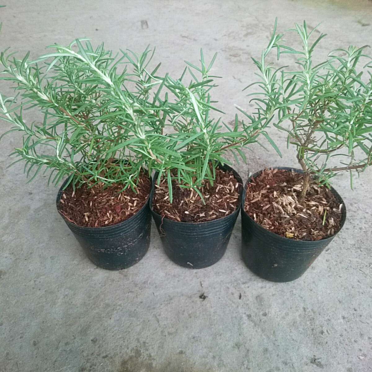 Cây Hương Thảo Mini