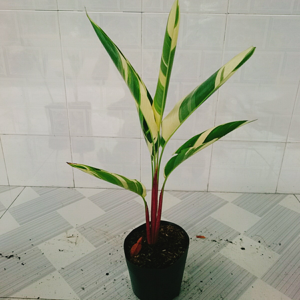 Cây Chuối Cẩm Thạch