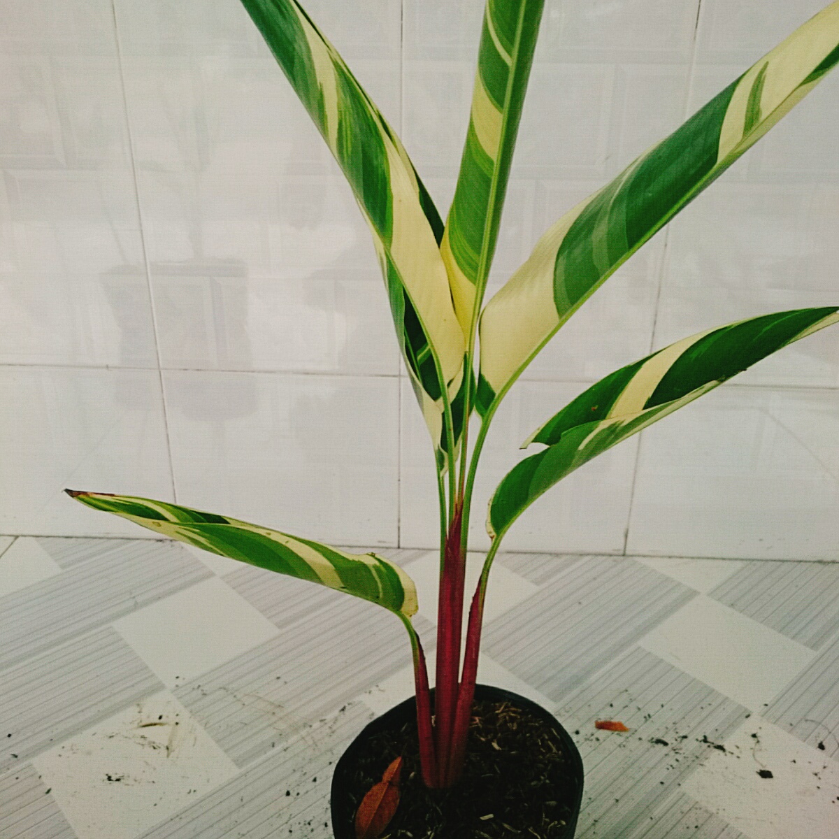 Cây Chuối Cẩm Thạch