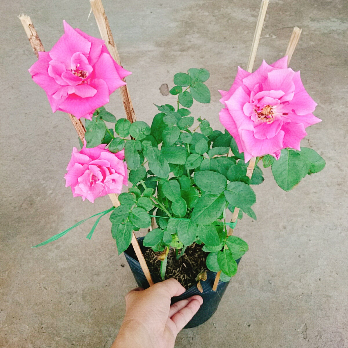 Cây Hồng Leo Tường Vy