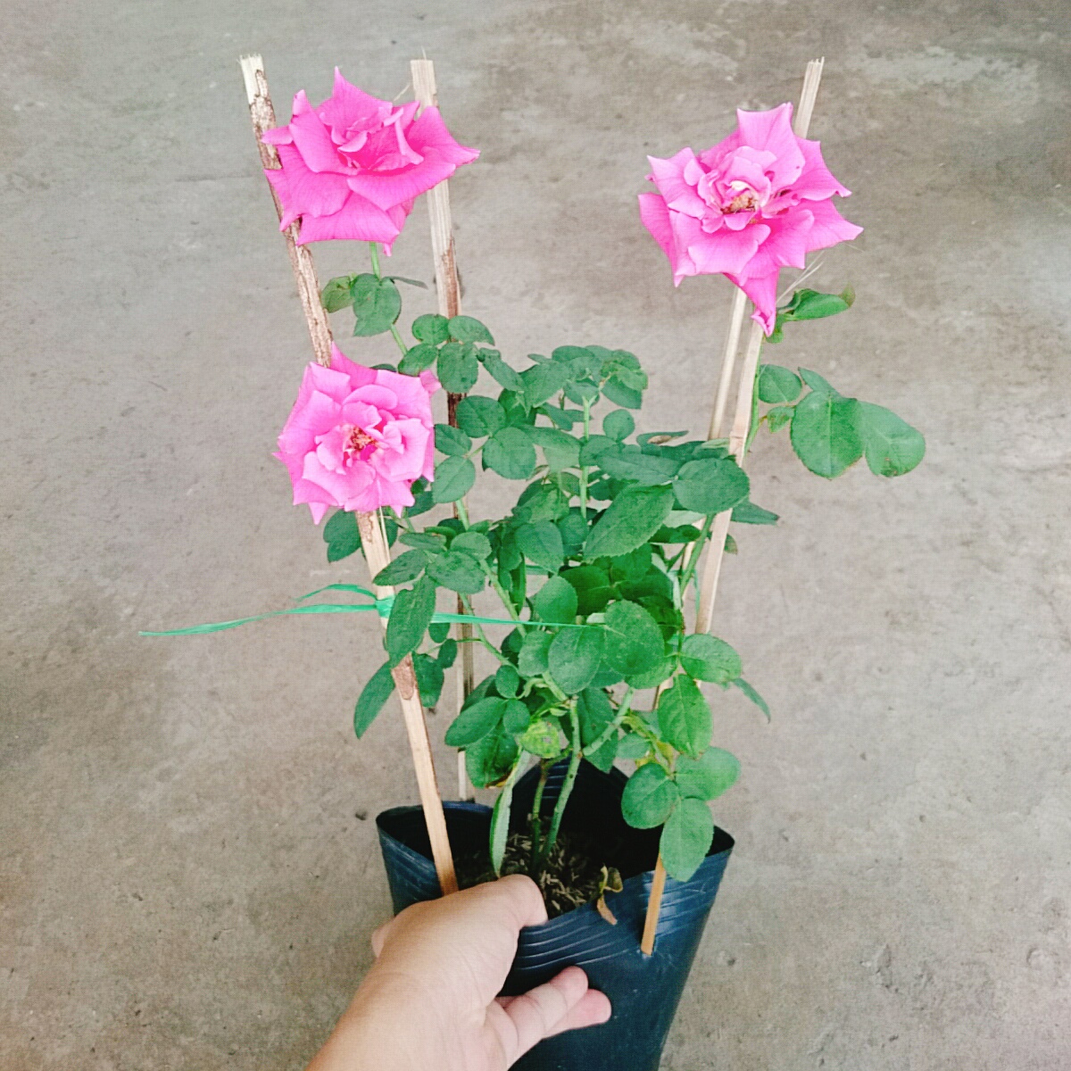 Cây Hồng Leo Tường Vy