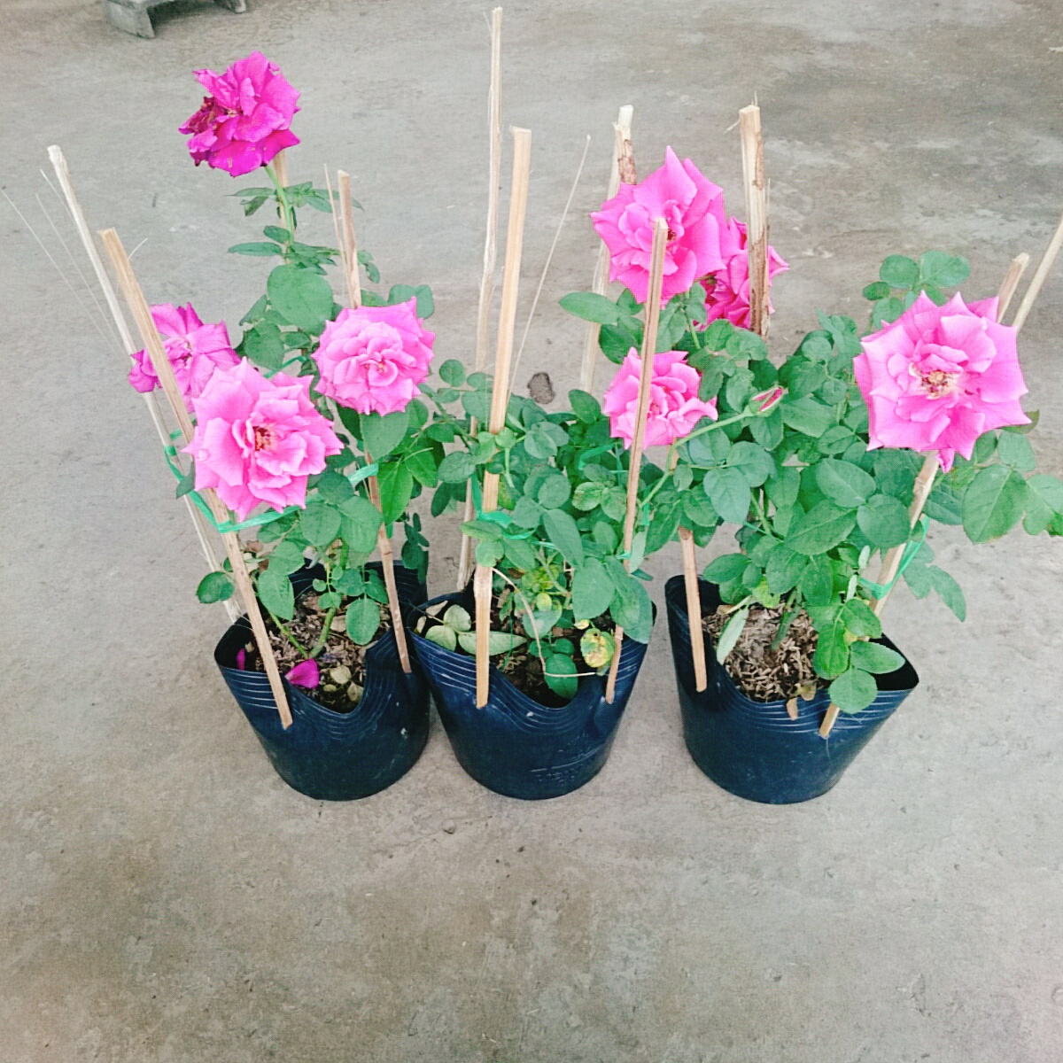 Cây Hồng Leo Tường Vy