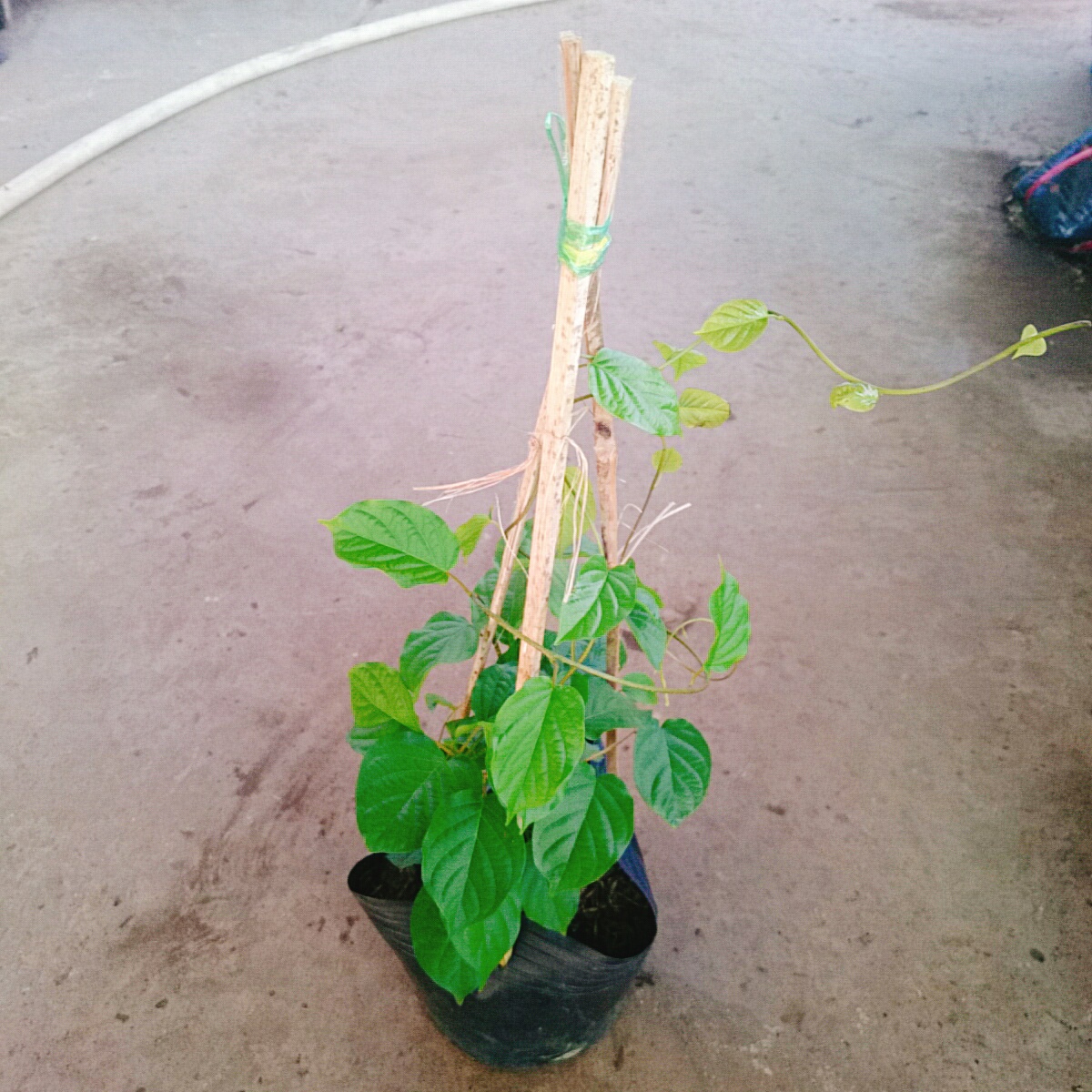 Cây Đinh Hương Nhật