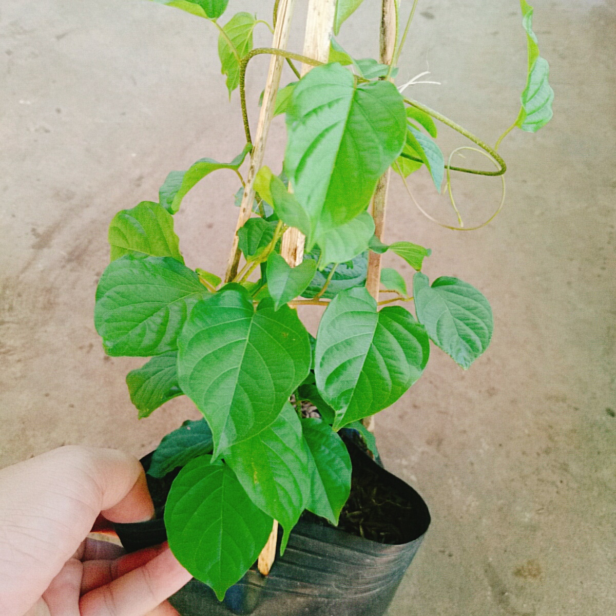 Cây Đinh Hương Nhật