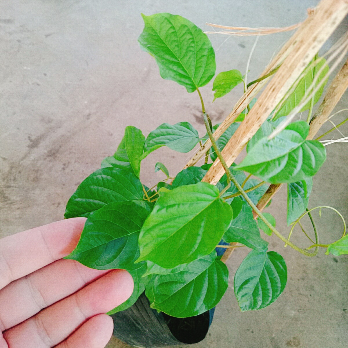 Cây Đinh Hương Nhật