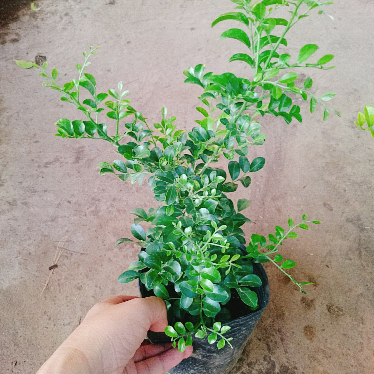 Cây Nguyệt Quế Siêu Bông