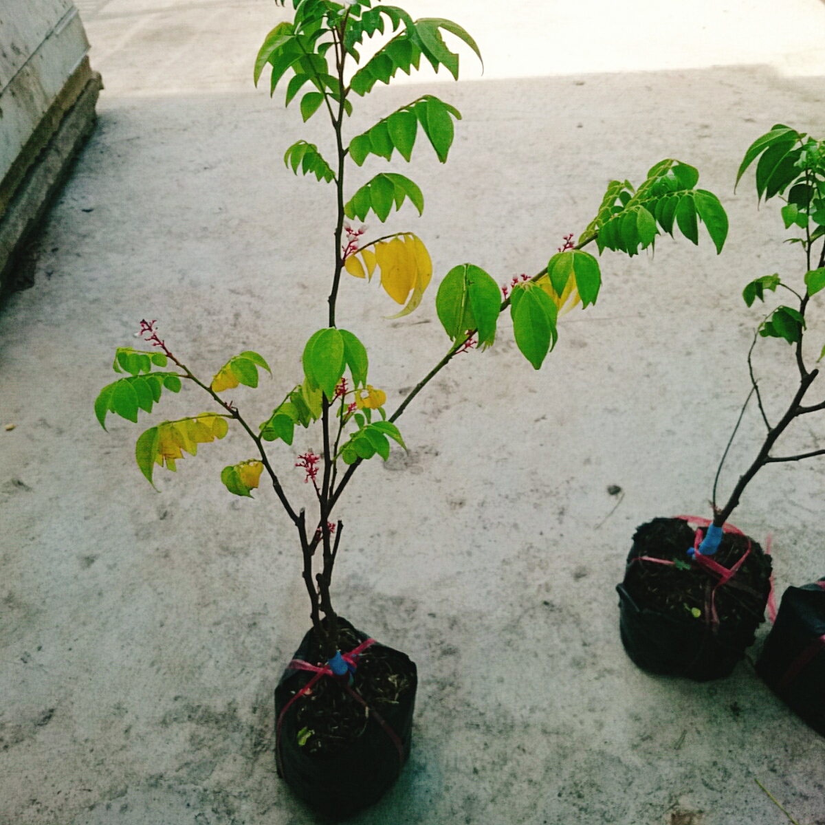 Cây Khế Chua