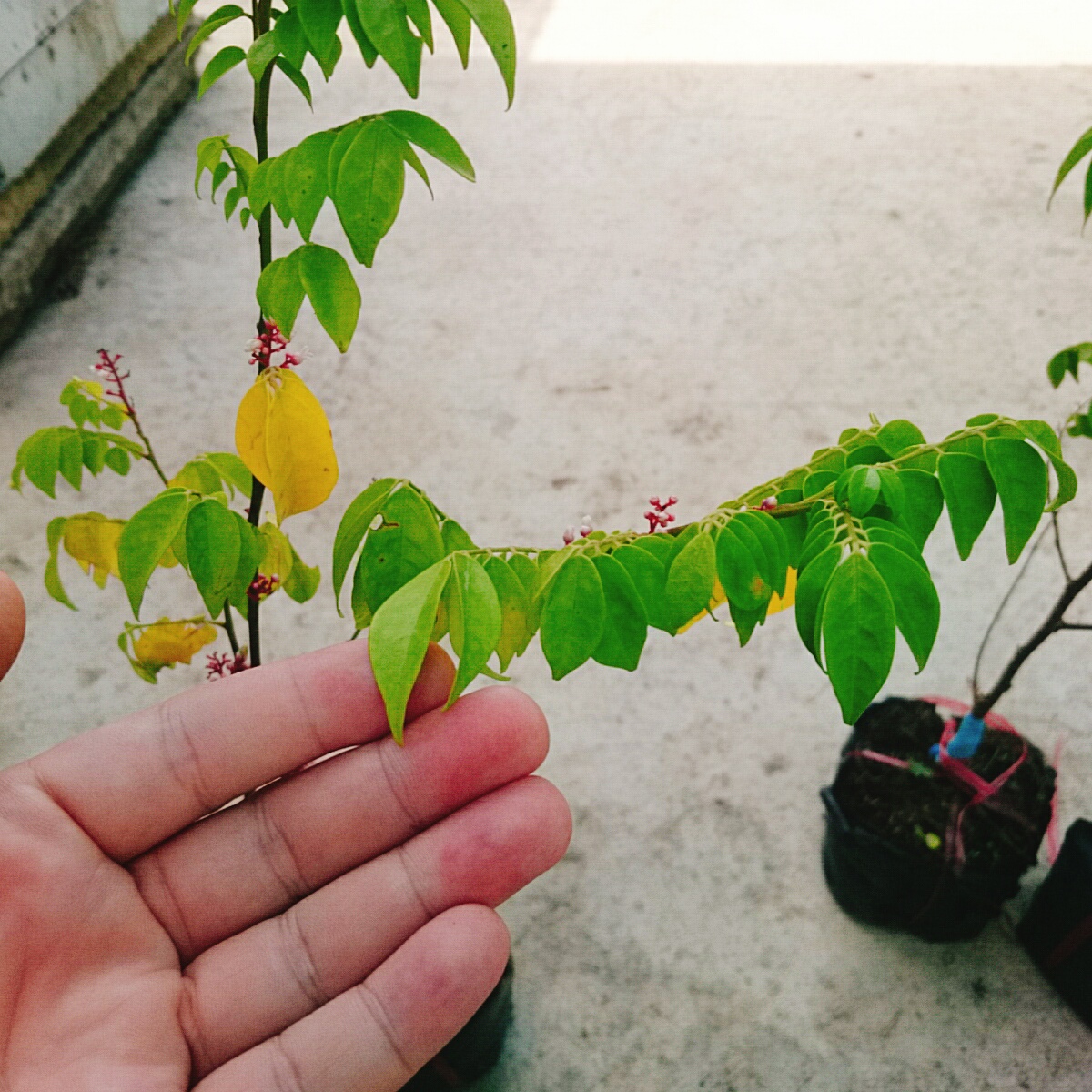Cây Khế Chua