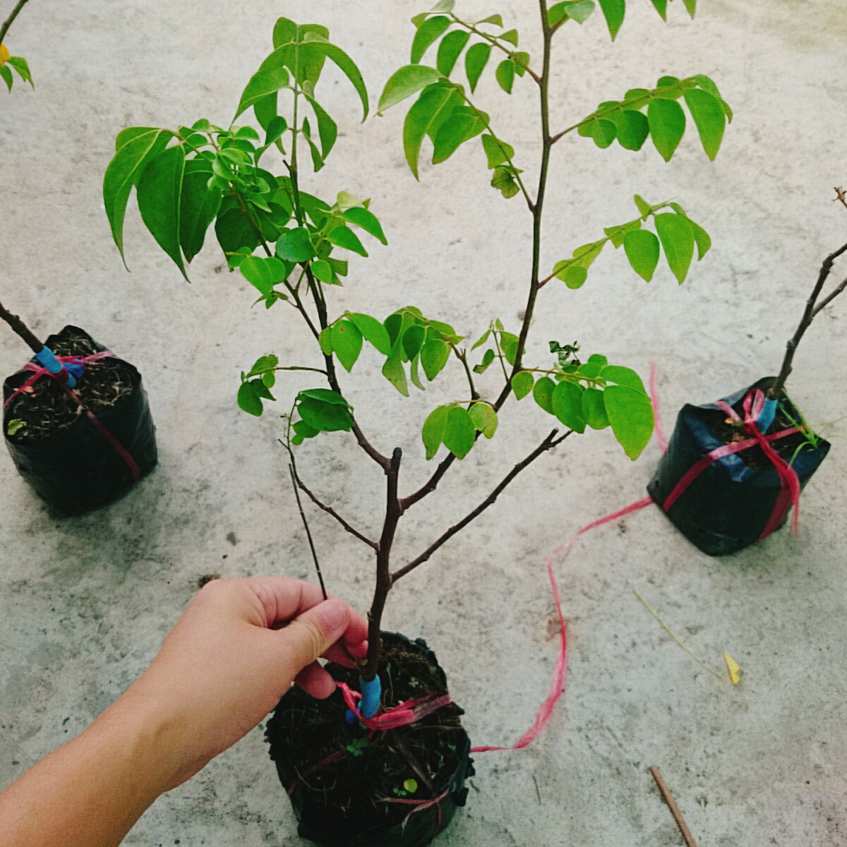 Cây Khế Chua