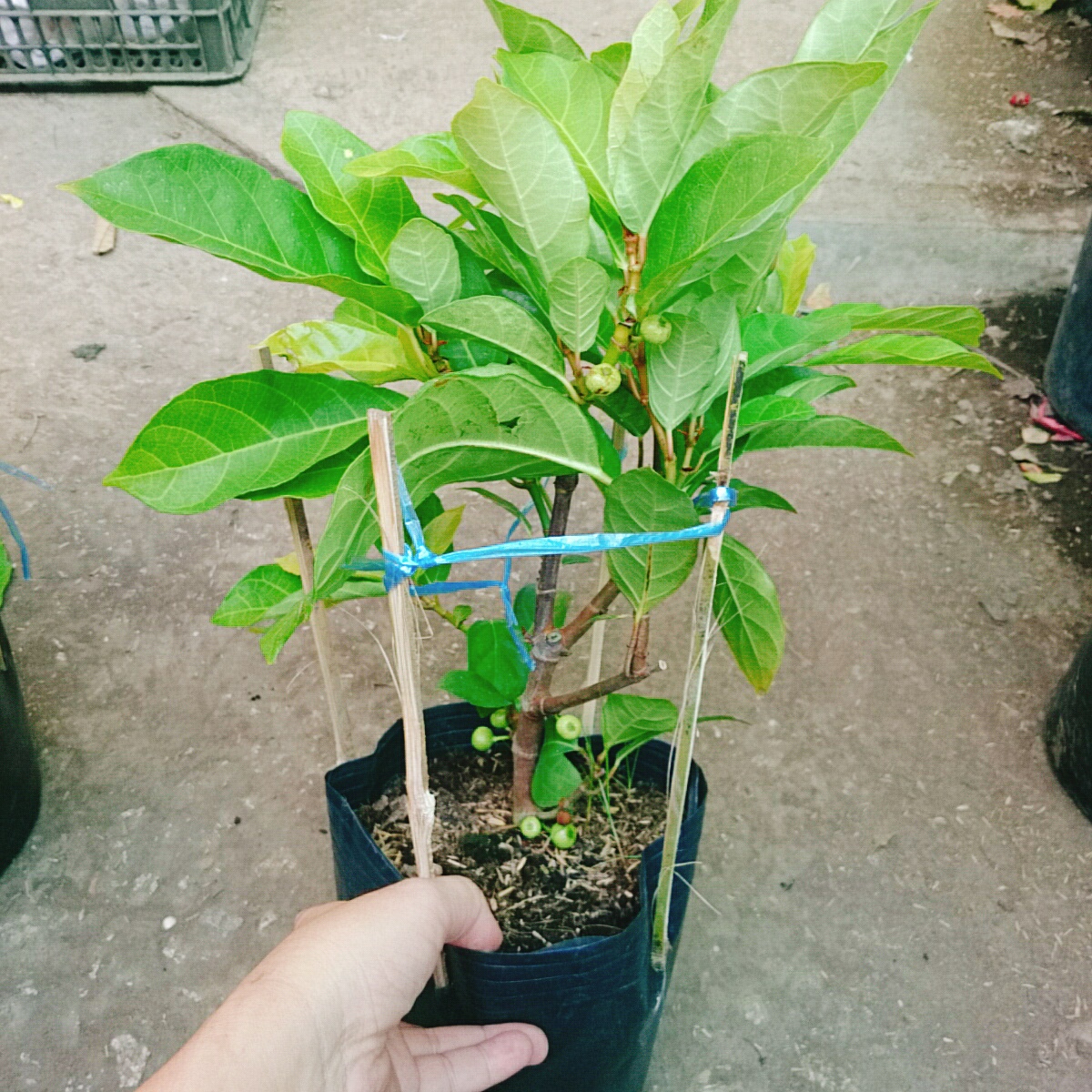 Cây Sung Siêu Trái