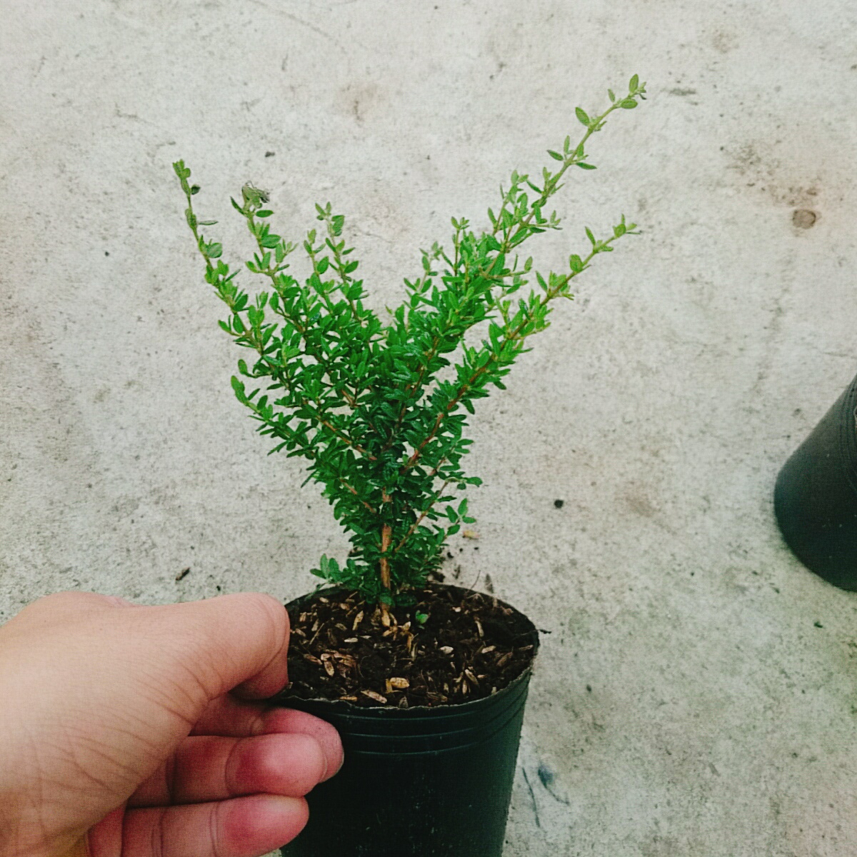 Cây Hàm Hương Mini