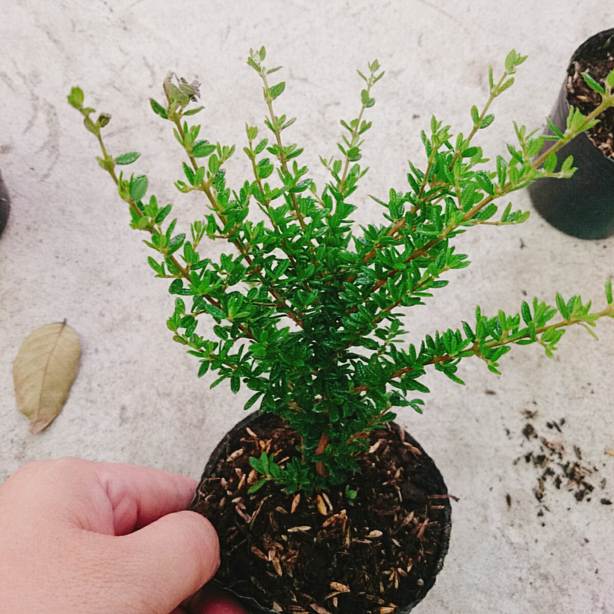 Cây Hàm Hương Mini