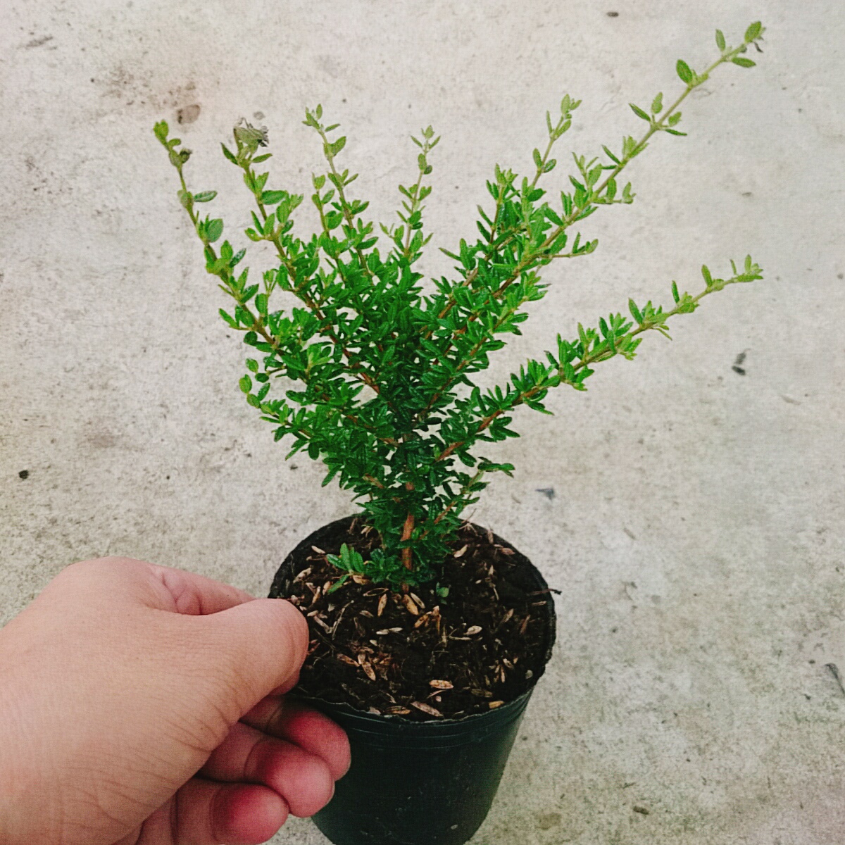 Cây Hàm Hương Mini