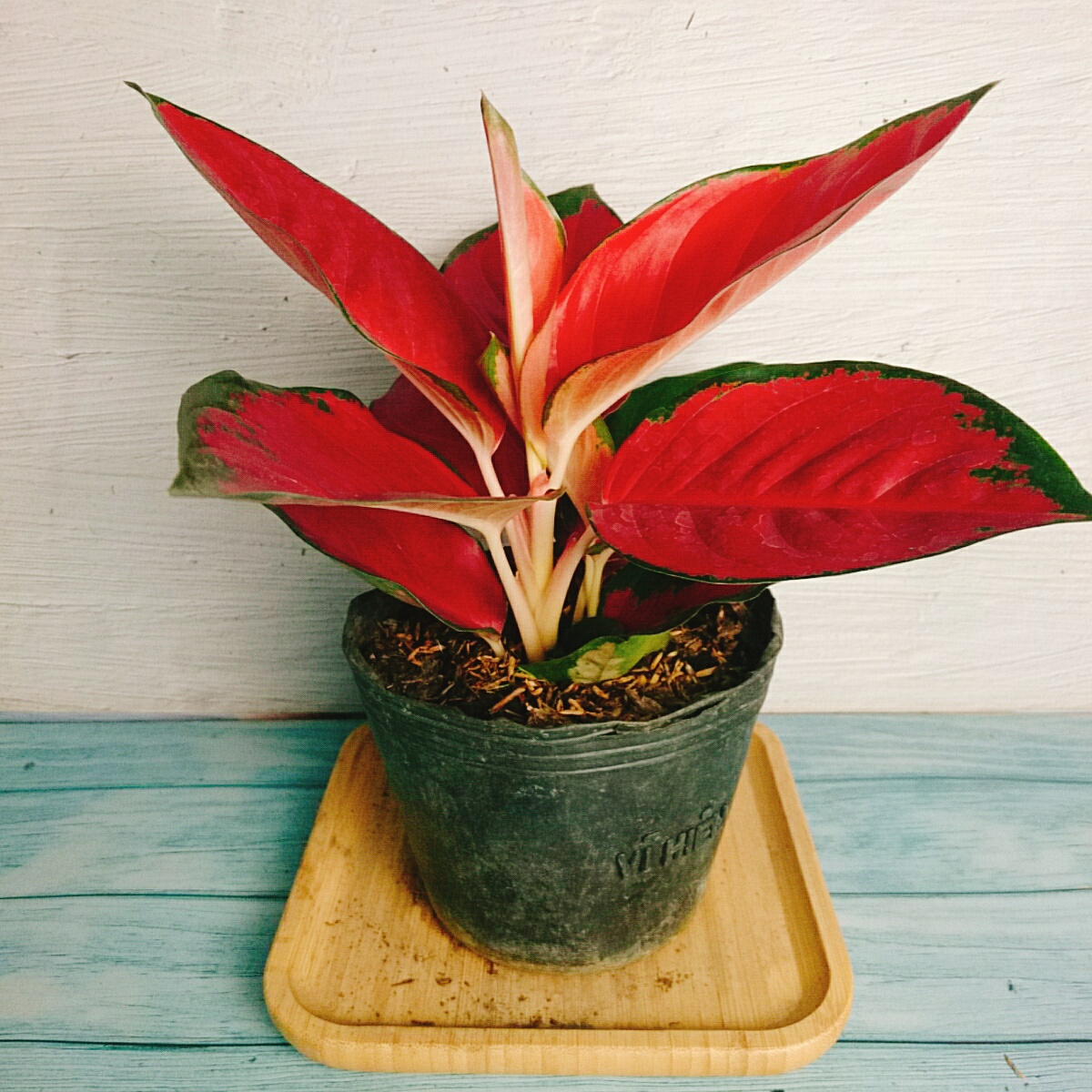 Cây Vạn Lộc Son