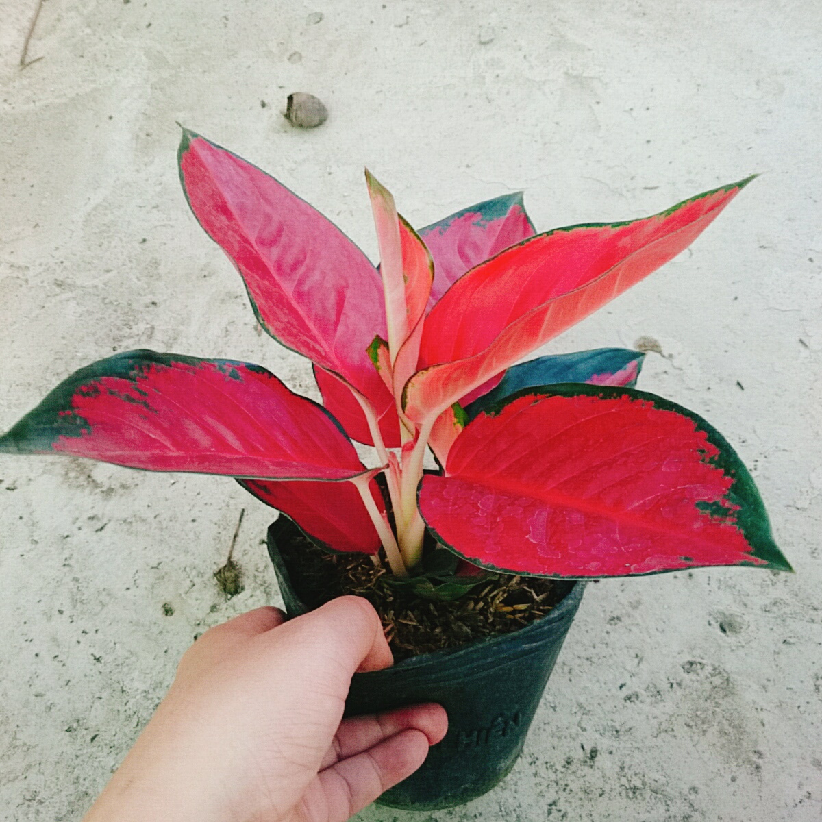 Cây Vạn Lộc Son