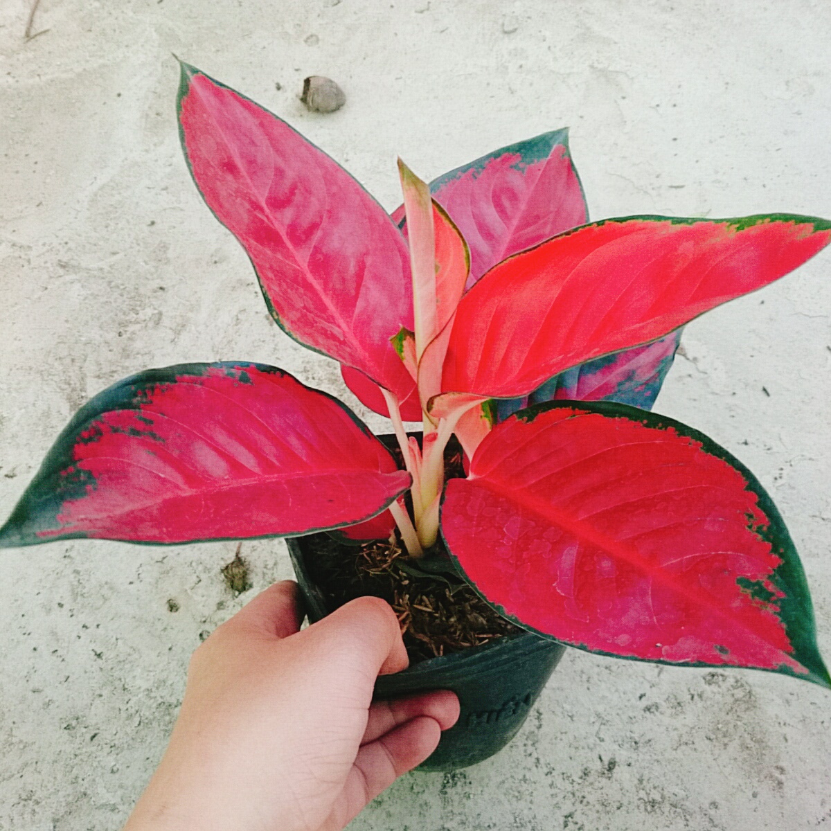 Cây Vạn Lộc Son