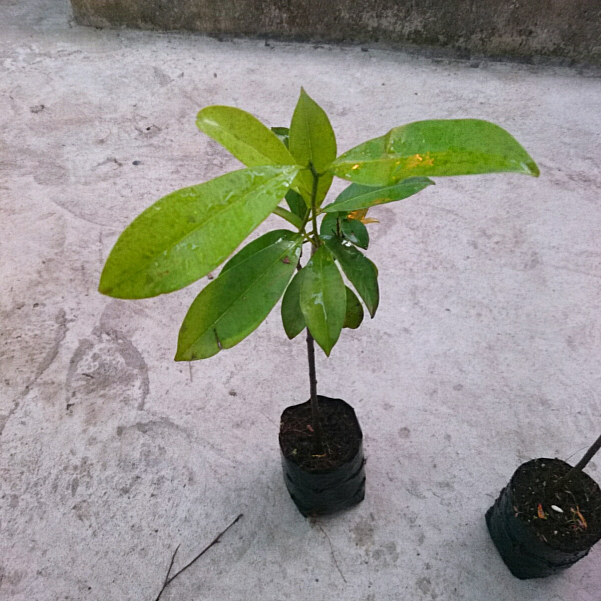 Cây Sapo (Nhỏ)