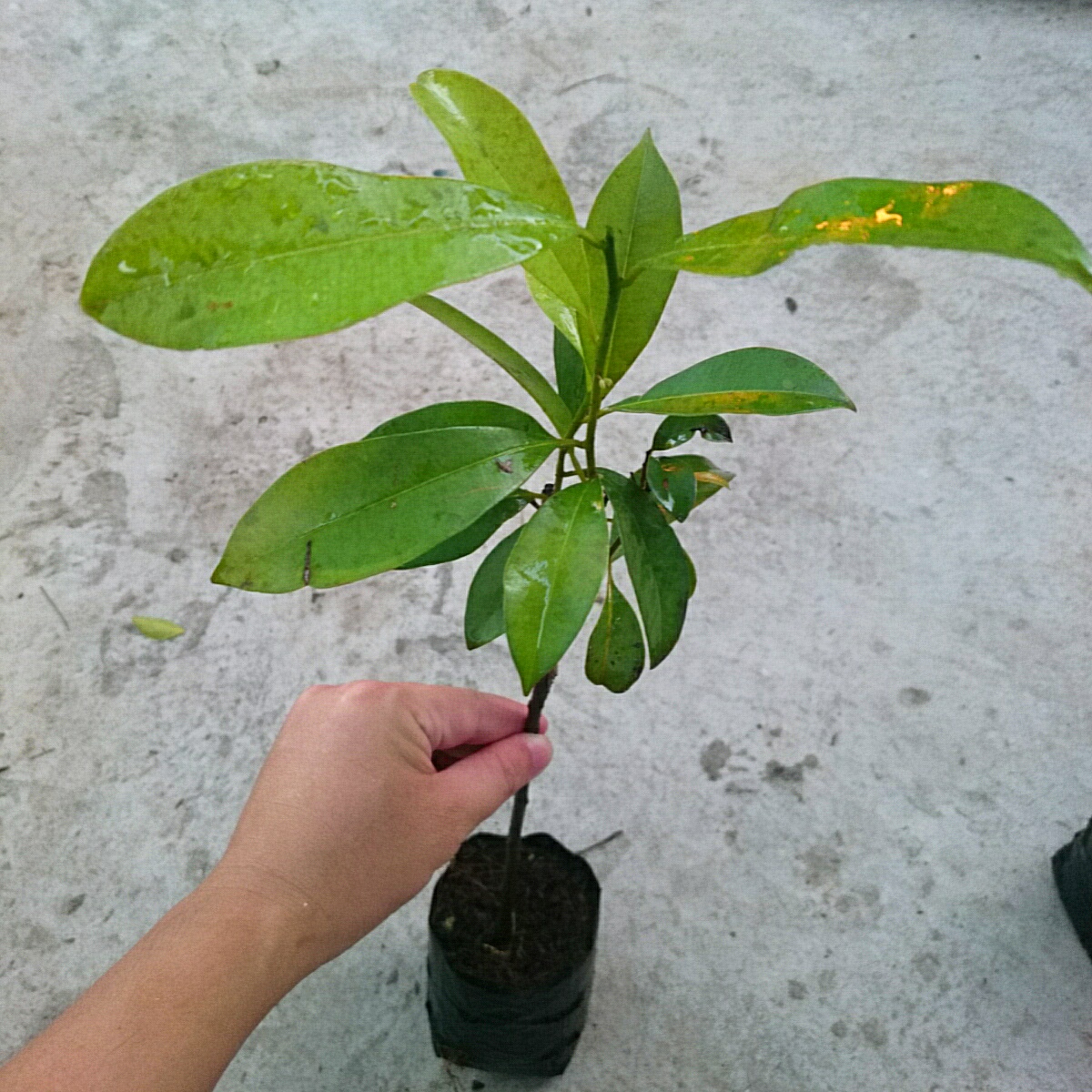 Cây Sapo (Nhỏ)