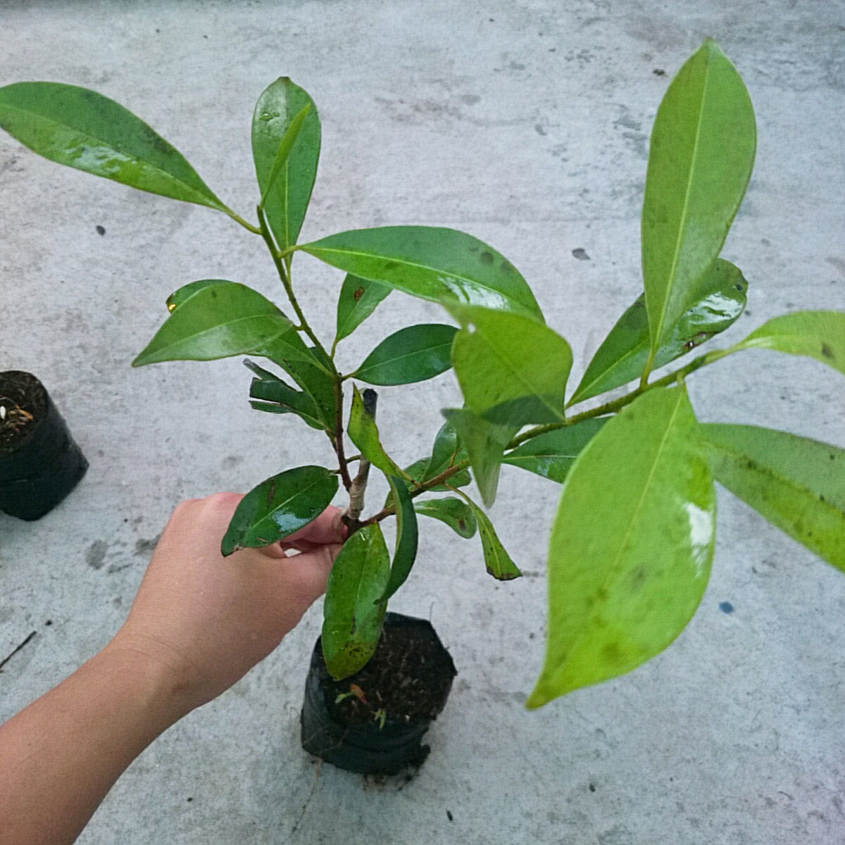 Cây Sapo (Nhỏ)