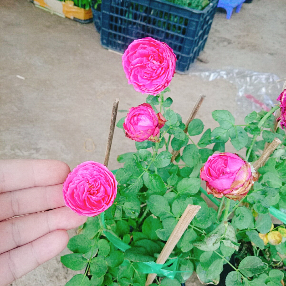 Cây Hồng Trứng