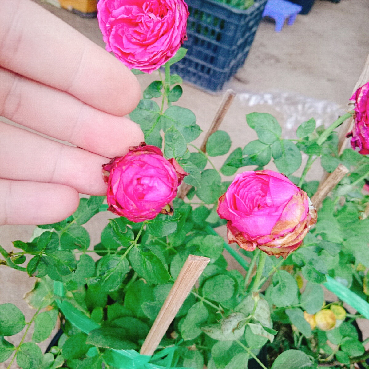 Cây Hồng Trứng
