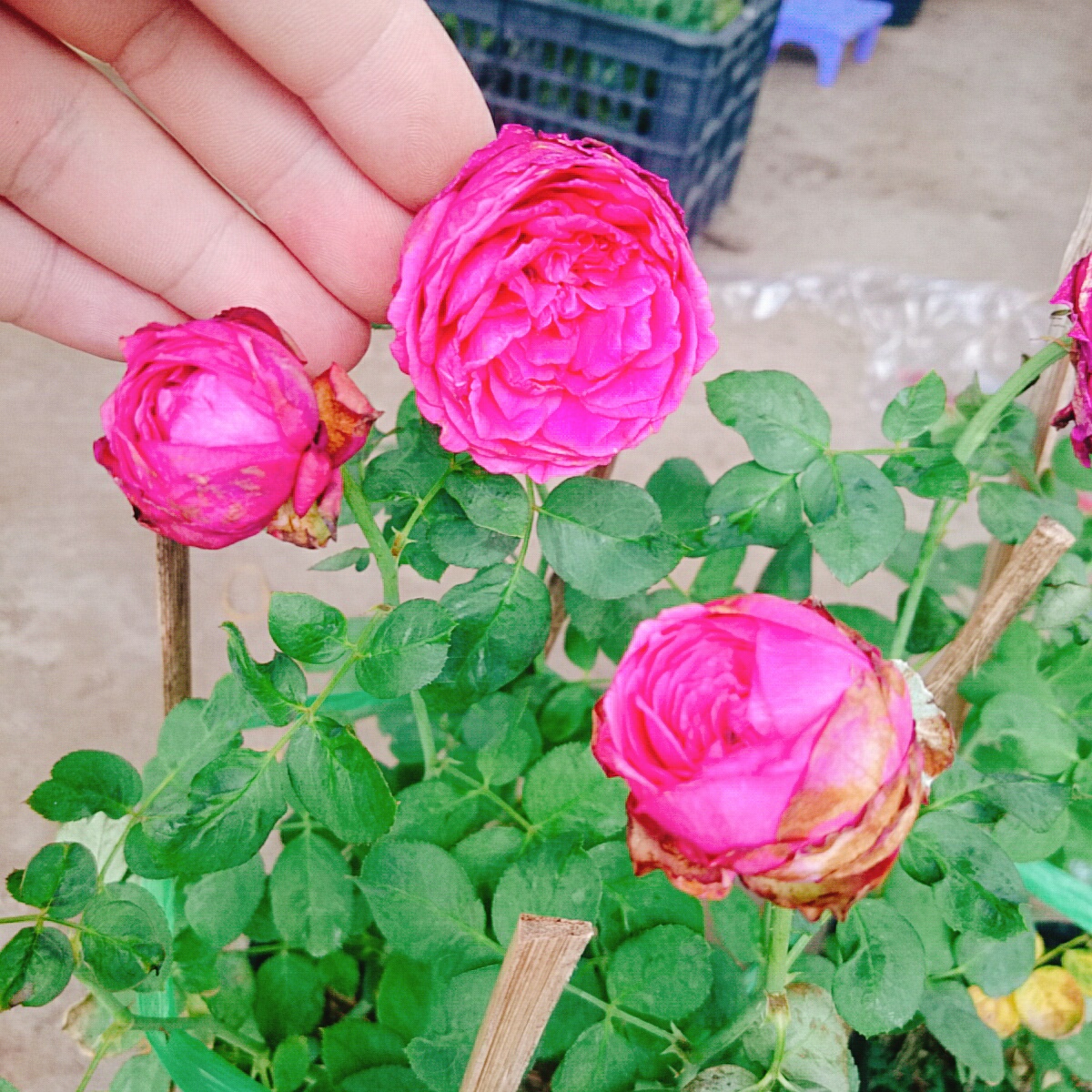 Cây Hồng Trứng