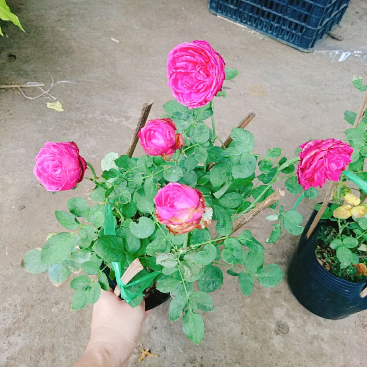 Cây Hồng Trứng