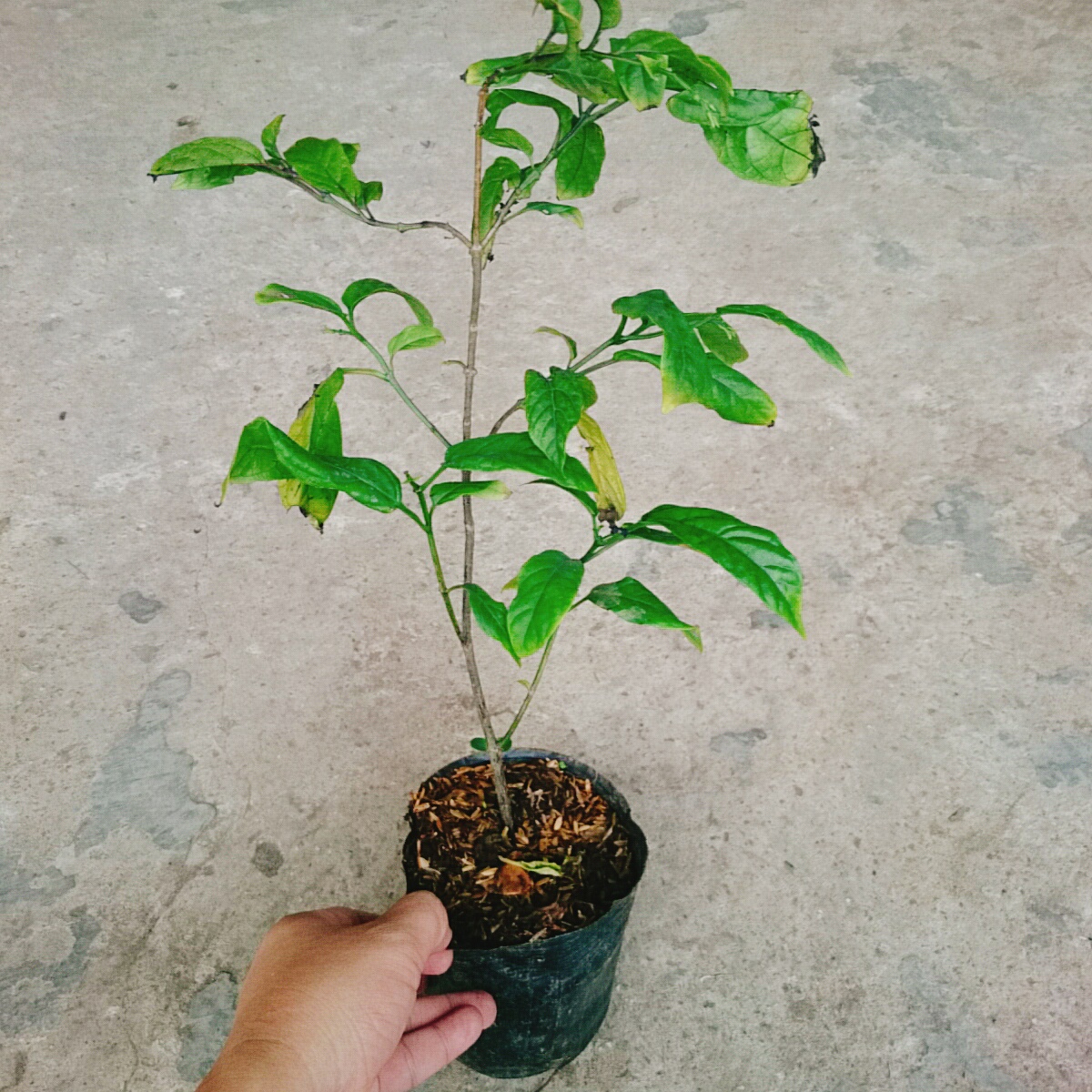 Cây Dạ Ngọc Minh Châu