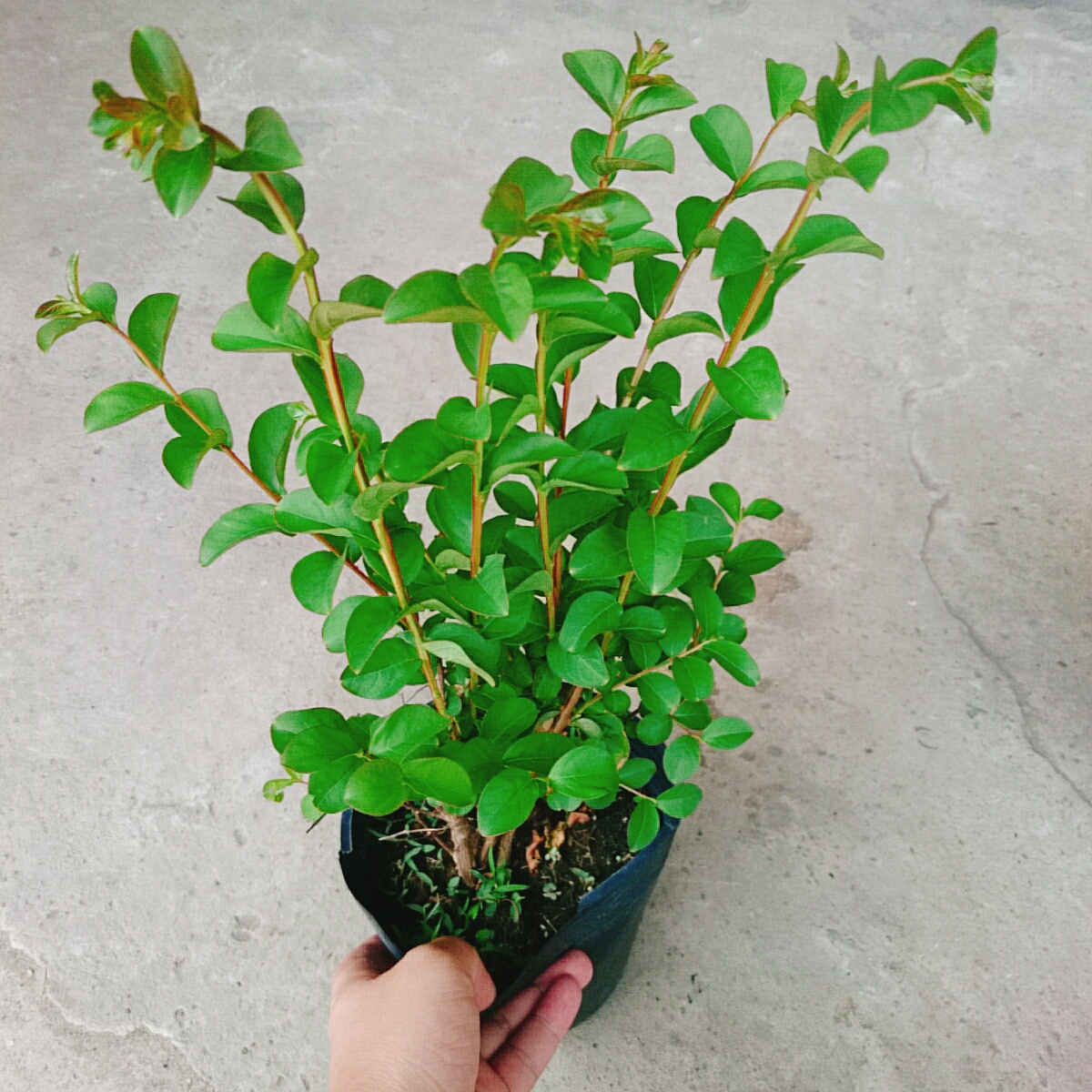 Cây Tường Vy Siêu Bông