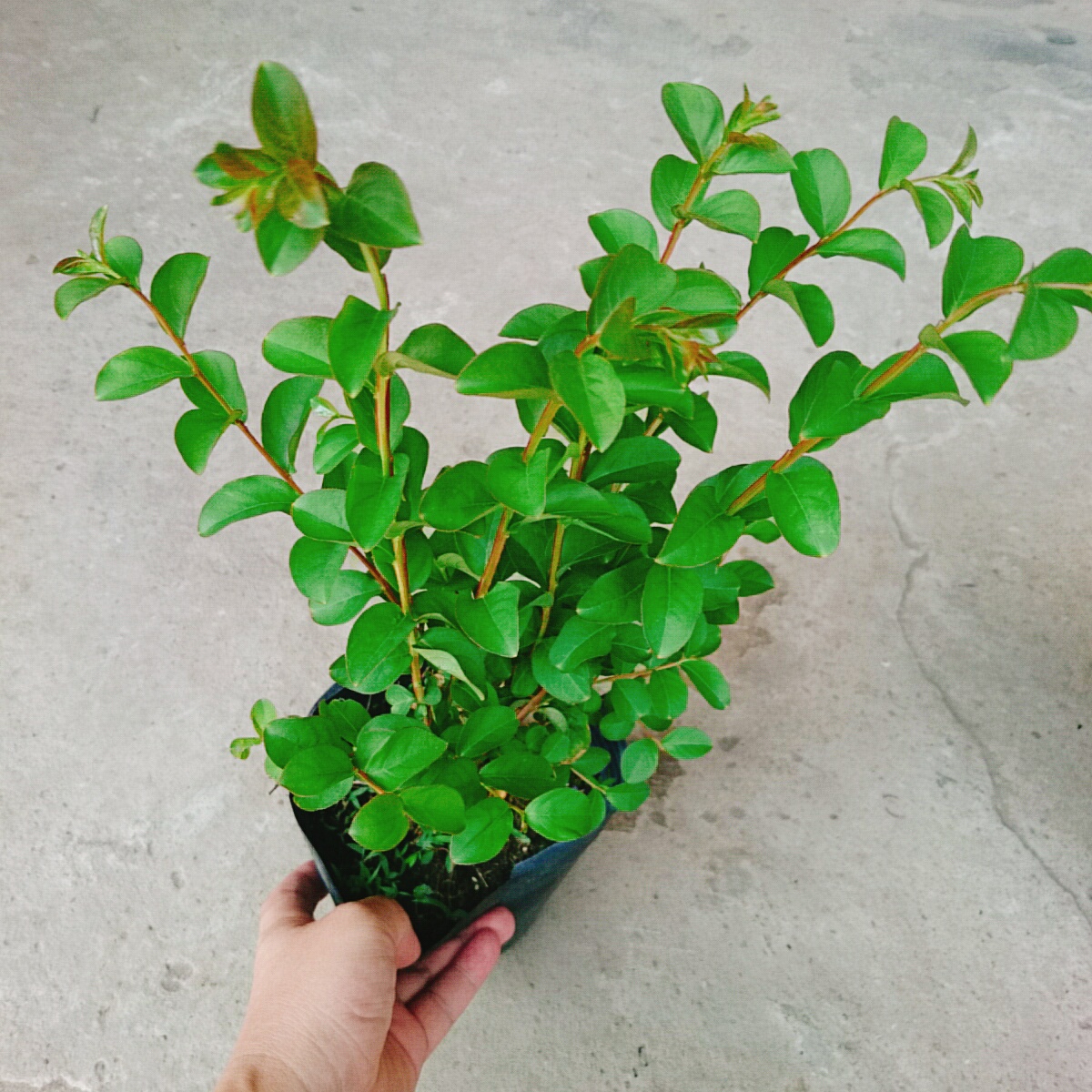 Cây Tường Vy Siêu Bông