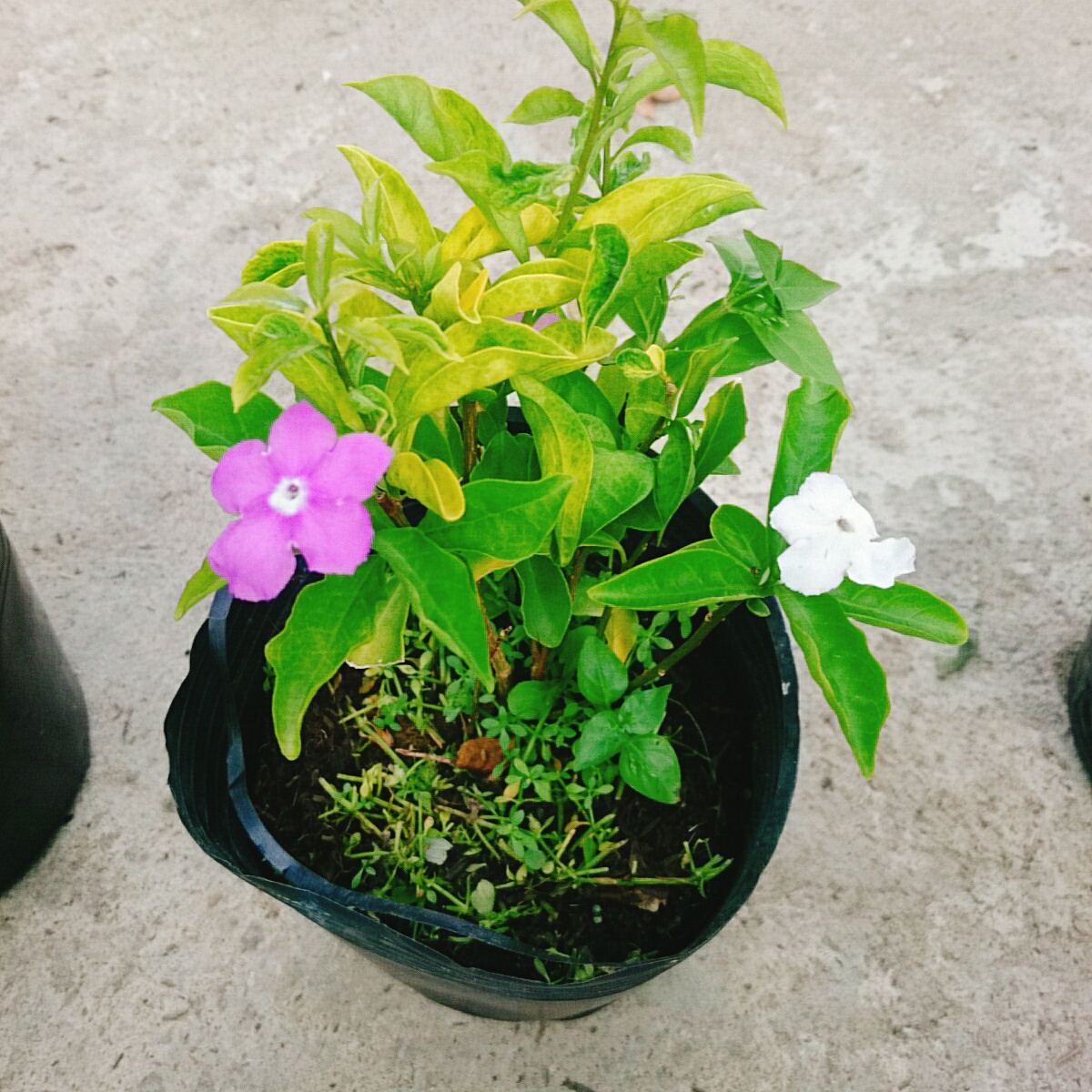 Cây Lài Nhật
