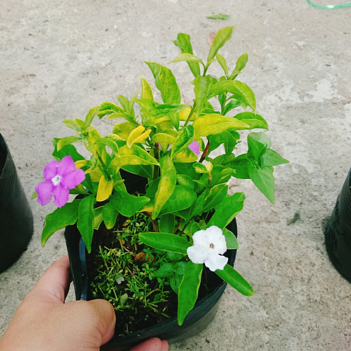 Cây Lài Nhật