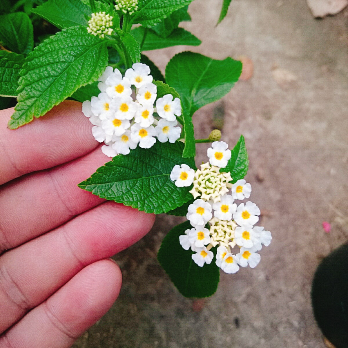 Cây Hoa Trâm Ổi (Trắng)