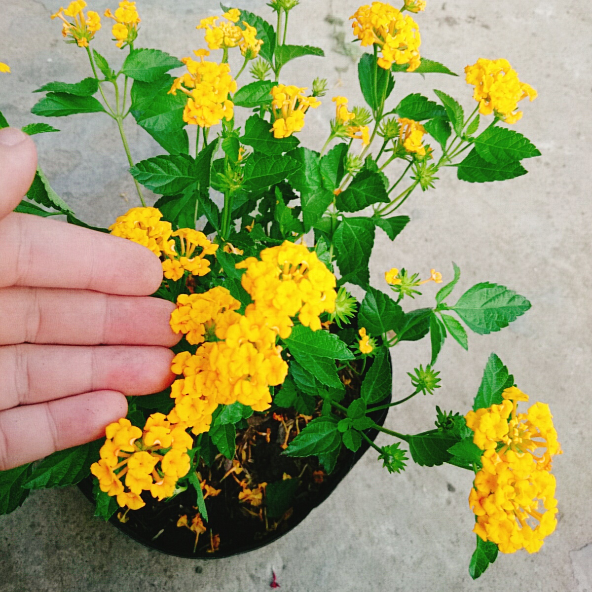 Cây Hoa Trâm Ổi (Vàng)