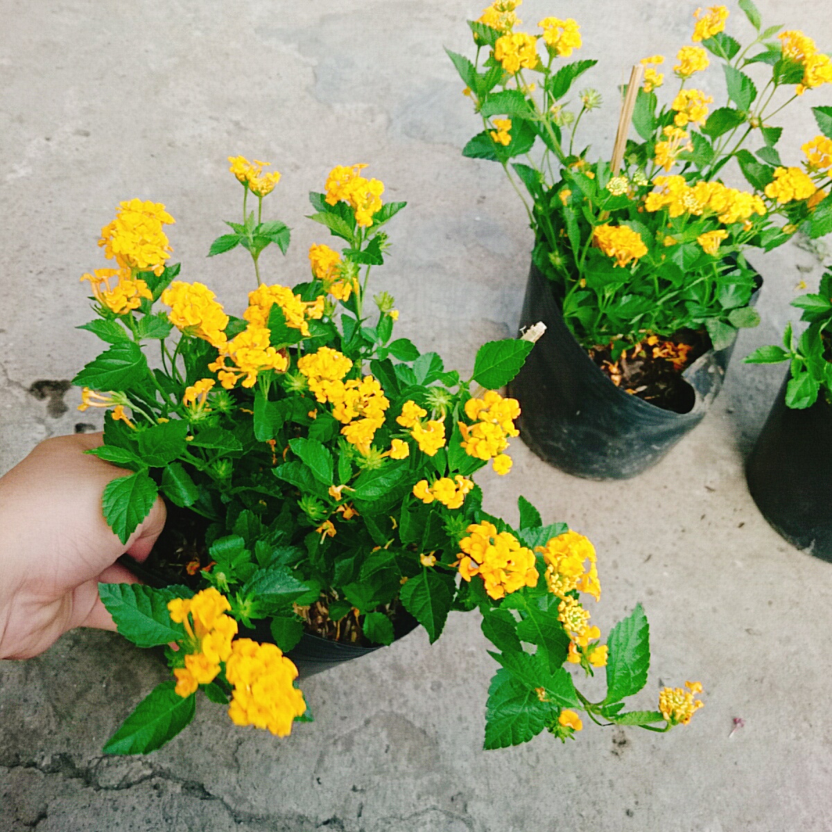 Cây Hoa Trâm Ổi (Vàng)