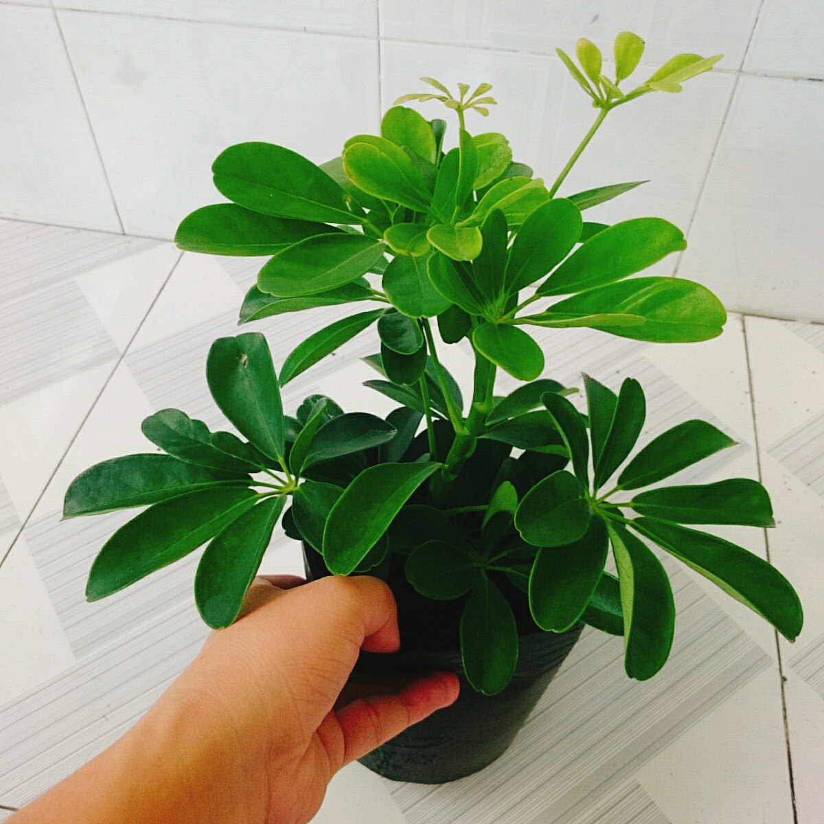 Cây Ngũ Gia Bì