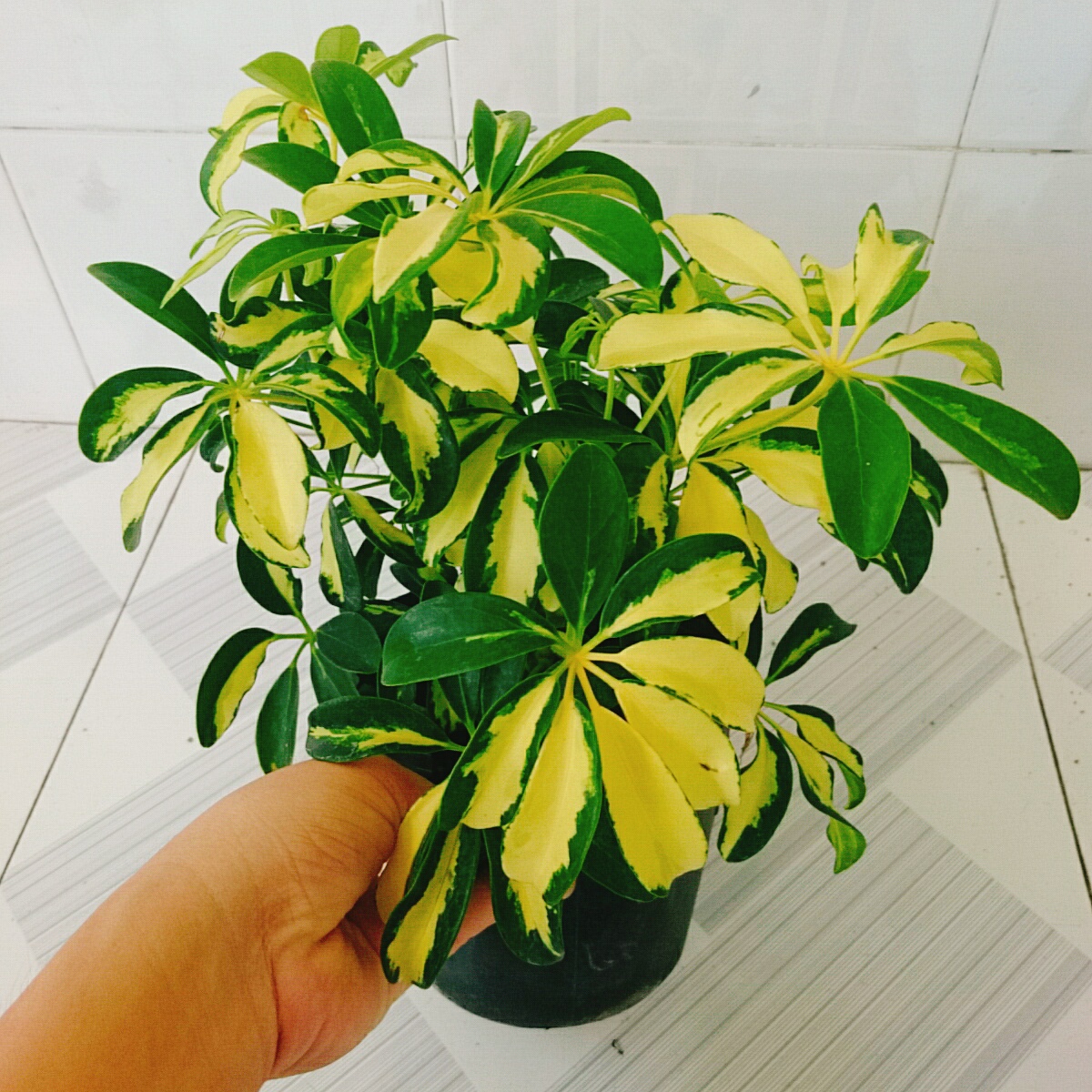 Cây Ngũ Gia Bì Cẩm Thạch