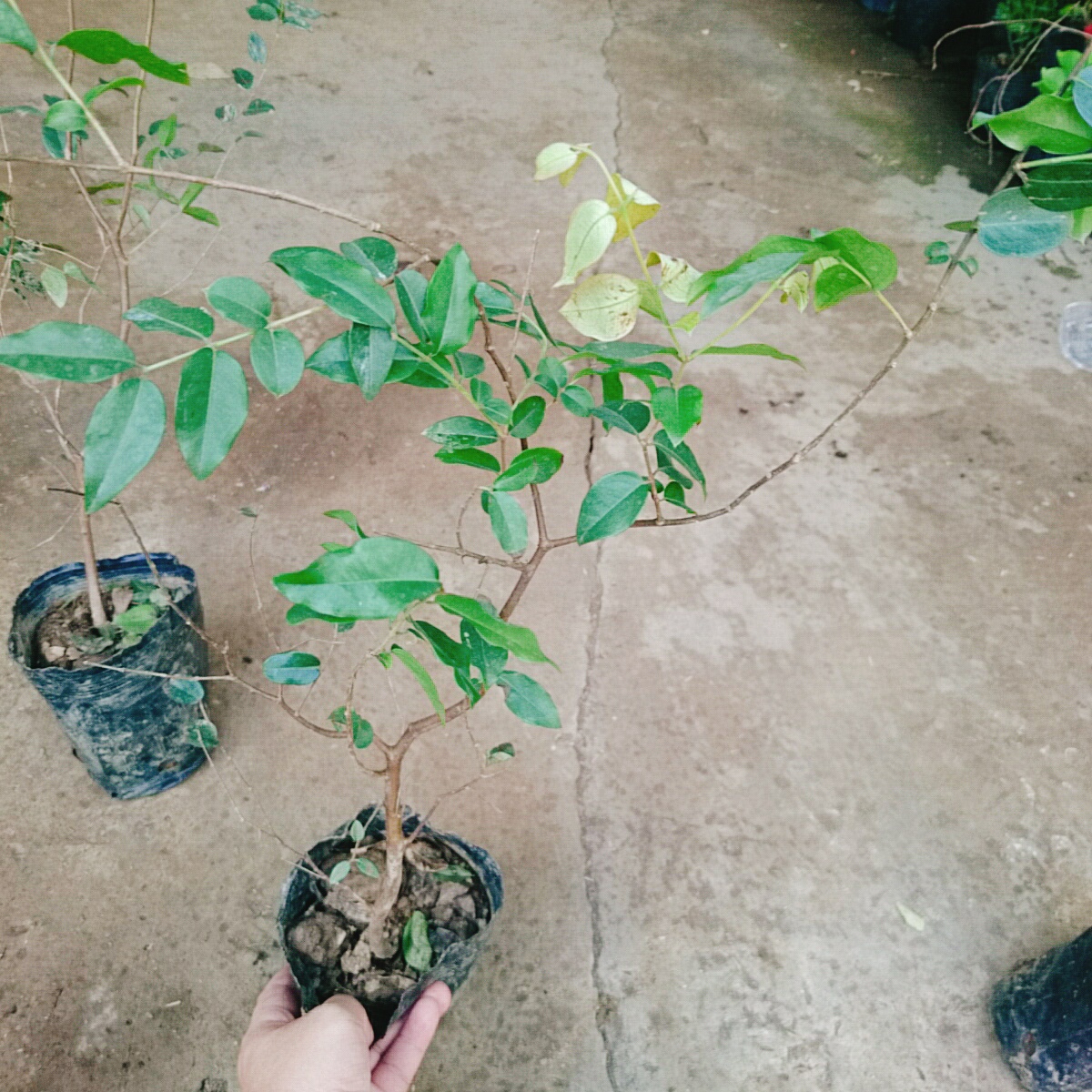 Cây Nho Thân Gỗ Tứ Quý