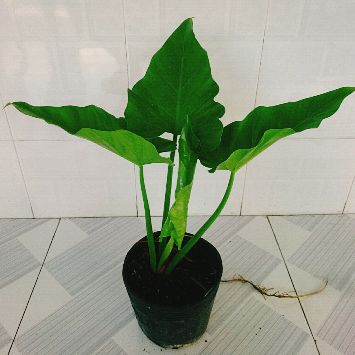 Cây Trầu Bà Subin