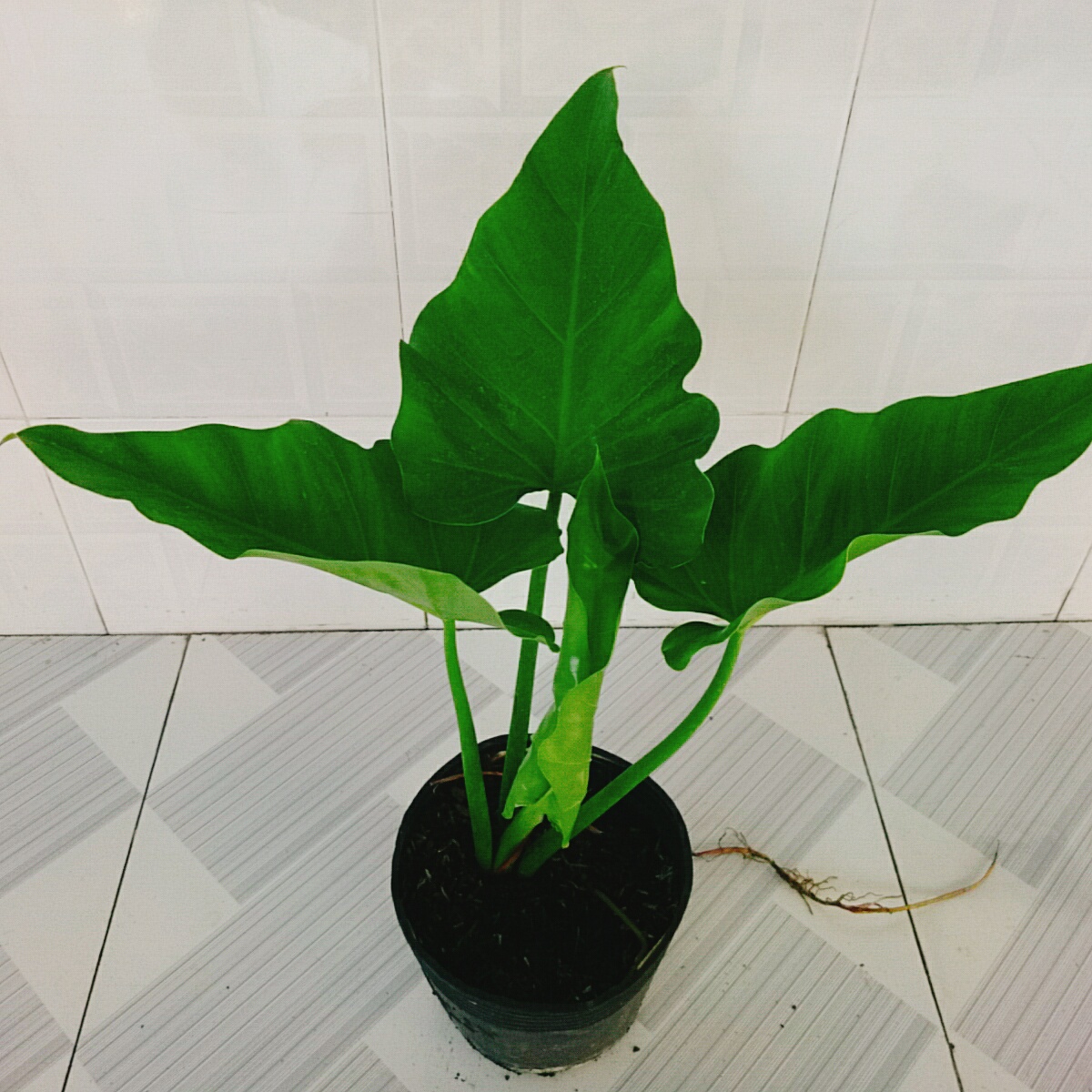 Cây Trầu Bà Subin