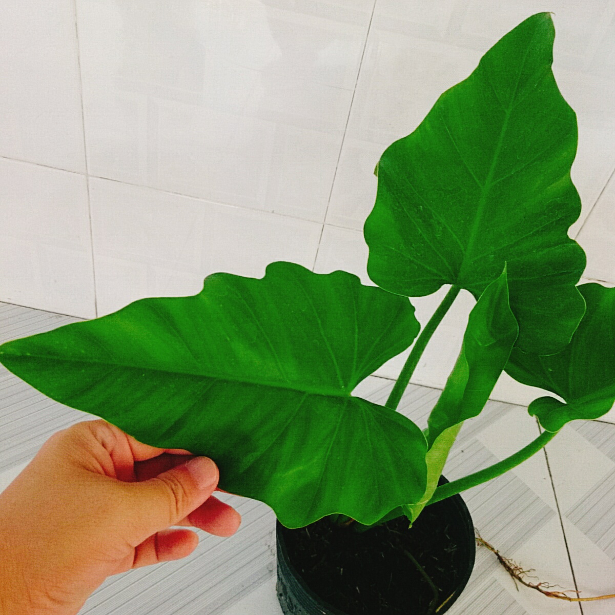 Cây Trầu Bà Subin