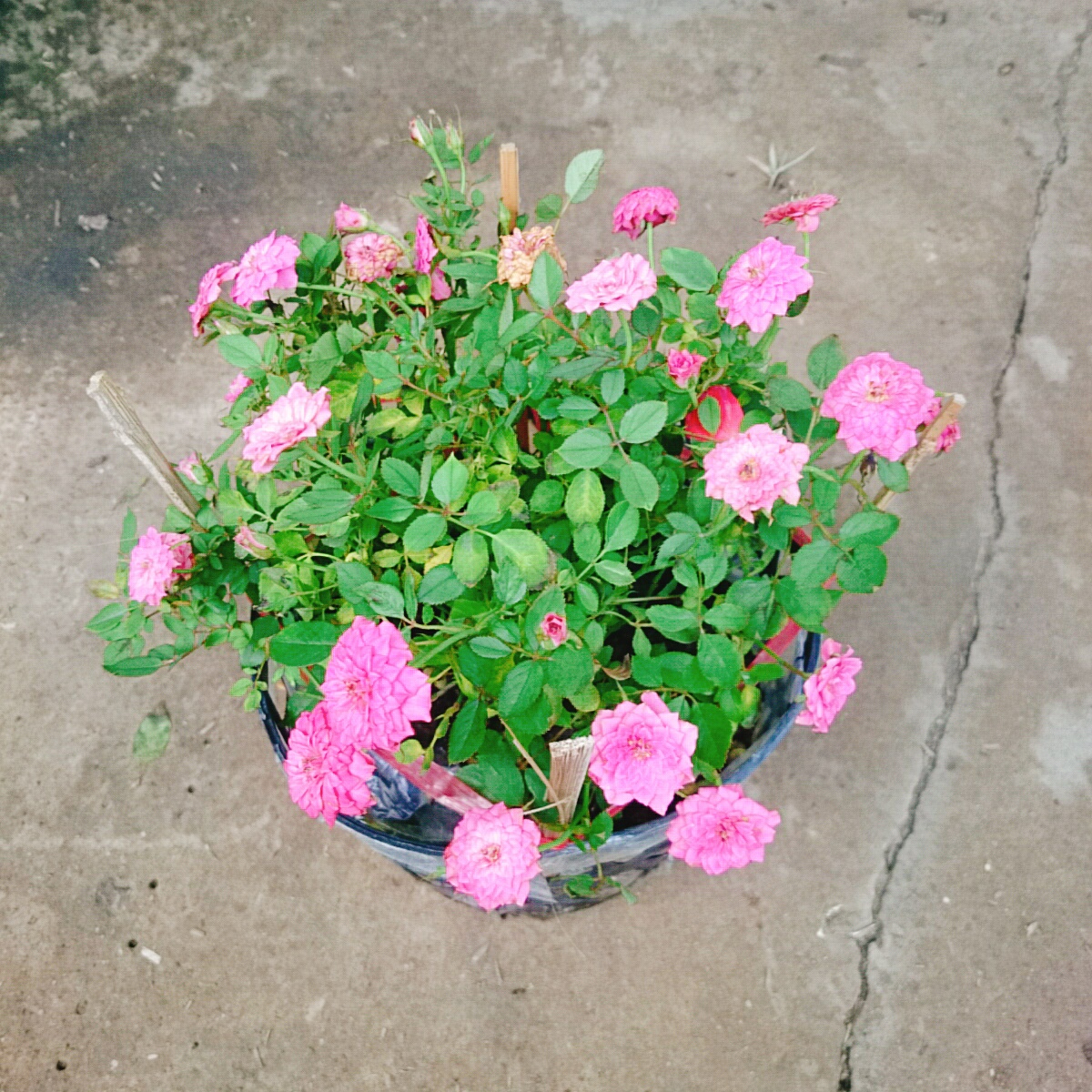 Cây Hồng Tỉ Muội Hồng