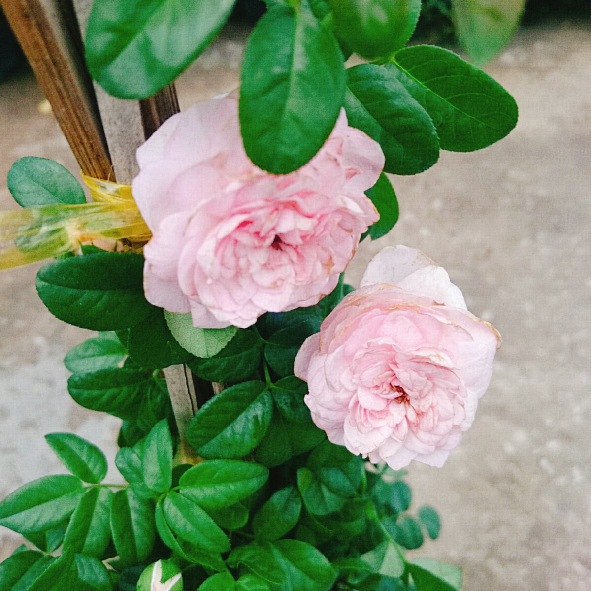 Cây Hồng Ngoại Mon